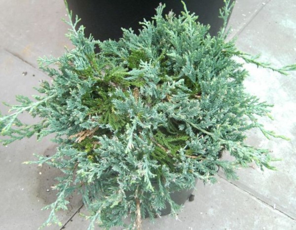 Juniperus horizontalis 'Wiltonii' -blauer Teppichwacholder-