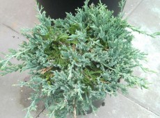 Juniperus horizontalis 'Wiltonii' -blauer Teppichwacholder-