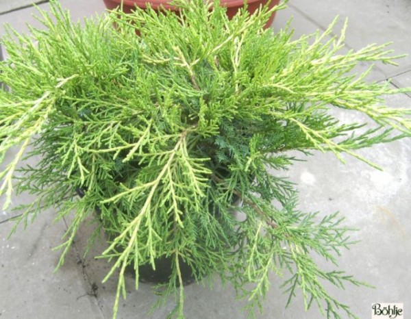 Juniperus media (pfitzeriana) 'Old Gold' -Goldwacholder-