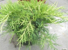 Juniperus media (pfitzeriana) 'Old Gold' -Goldwacholder-