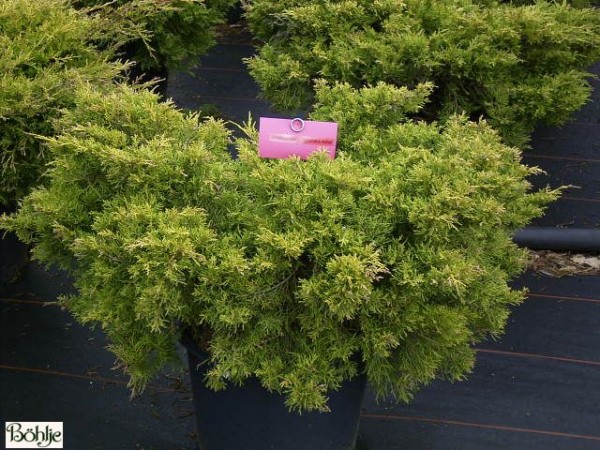 Juniperus media (pfitzeriana) 'Pfitzeriana Aurea' -gelbe Form des Pfitzer Wacholders-