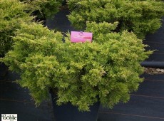 Juniperus media (pfitzeriana) 'Pfitzeriana Aurea' -gelbe Form des Pfitzer Wacholders-