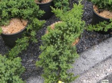 Juniperus procumbens 'Nana'