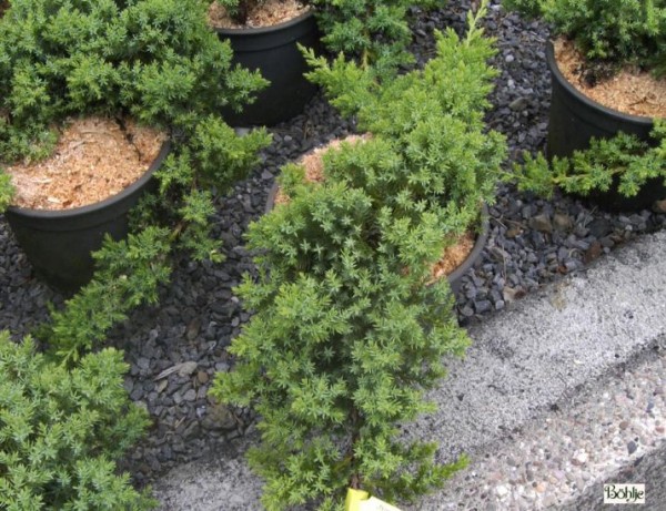 Juniperus procumbens 'Nana'