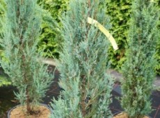 Juniperus scopulorum 'Blue Arrow'