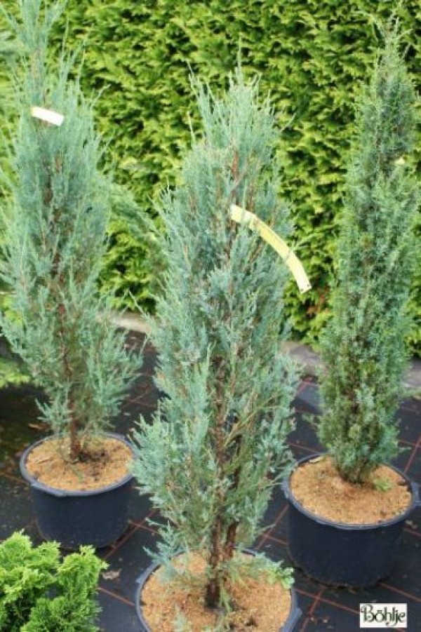 Juniperus scopulorum 'Blue Arrow'