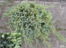 Juniperus squamata 'Blue Carpet' -Wacholder-