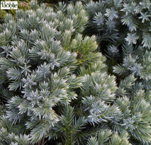Juniperus squamata 'Blue Star' -Wacholder-