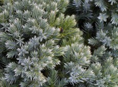 Juniperus squamata 'Blue Star' -Wacholder-