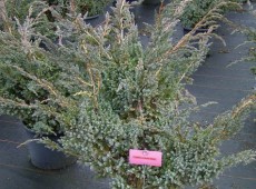 Juniperus squamata 'Meyeri' -Wacholder-