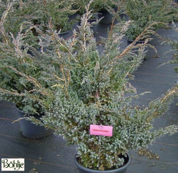 Juniperus squamata 'Meyeri' -Wacholder-