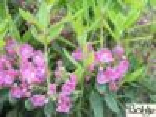 Kalmia angustifolia 'Rubra' -schmalblättrige Lorbeerrose- 