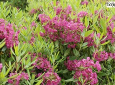 Kalmia angustifolia 'Rubra' -schmalblättrige Lorbeerrose- 