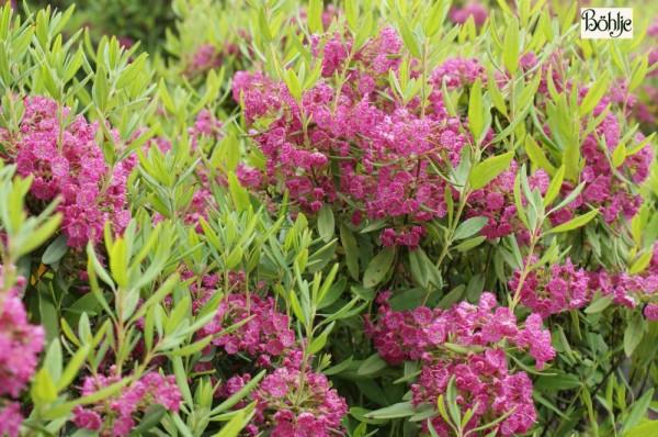 Kalmia angustifolia 'Rubra' -schmalblättrige Lorbeerrose- 