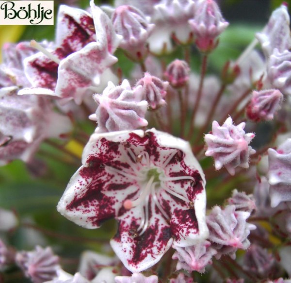 Kalmia latifolia 'Carousel' (Heidekrautgewächs)