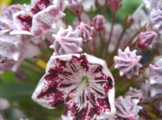 Kalmia latifolia 'Carousel' (Heidekrautgewächs)