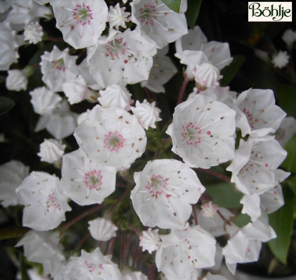 Kalmia latifolia 'Elf' (Heidekrautgewächs)