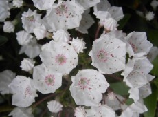 Kalmia latifolia 'Elf' (Heidekrautgewächs)