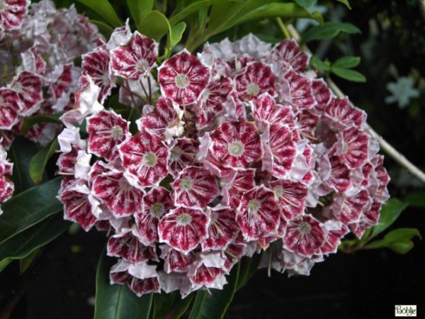 Kalmia latifolia 'Kaleidoscope'