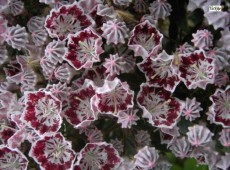 Kalmia latifolia 'Minuet' 