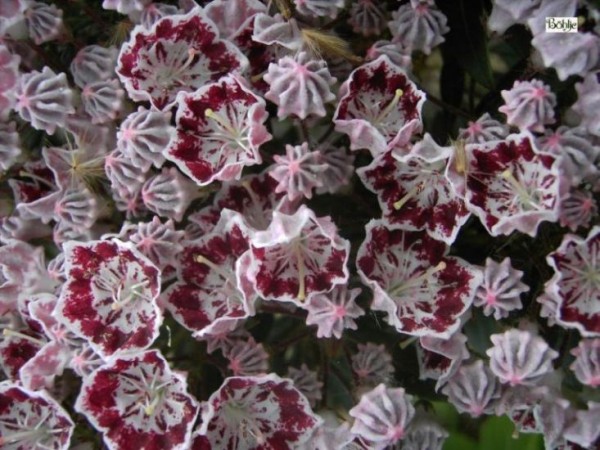 Kalmia latifolia 'Minuet' 