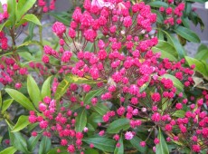 Kalmia latifolia 'Olympic Fire' (Heidekrautgewächs)