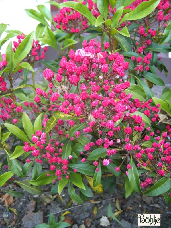 Kalmia latifolia 'Olympic Fire' 