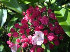 Kalmia latifolia 'Ostbo Red' (Heidekrautgewächs)