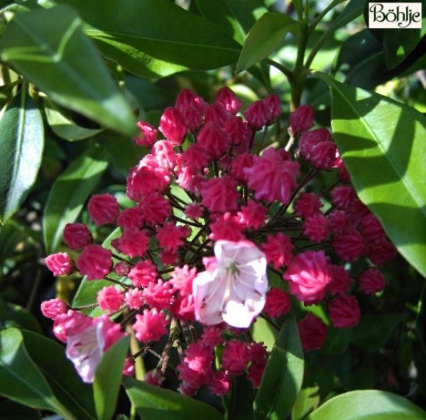 Kalmia latifolia 'Ostbo Red' 