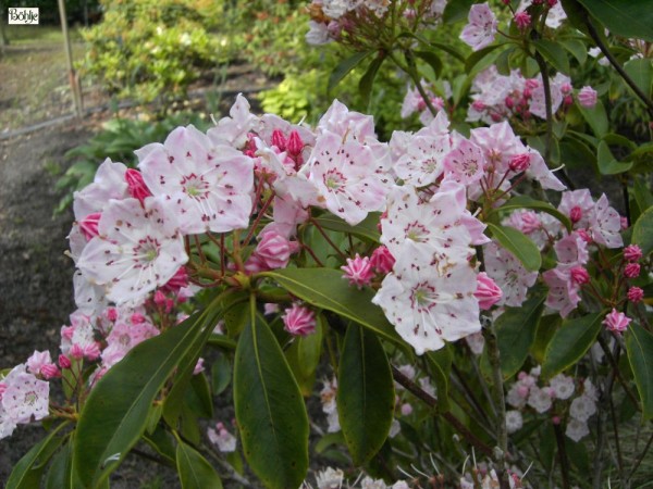 Kalmia latifolia -breitblättrige Lorbeerrose- (Heidekrautgewächs)