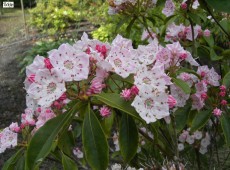 Kalmia latifolia -breitblättrige Lorbeerrose- (Heidekrautgewächs)