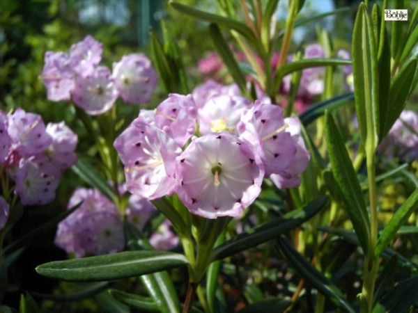 Kalmia polifolia (Heidekrautgewächs)