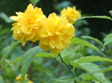 Kerria japonica 'Pleniflora' -Ranunkelstrauch-