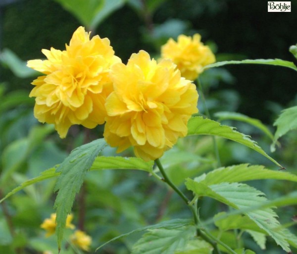 Kerria japonica 'Pleniflora' -Ranunkelstrauch-