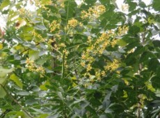 Koelreuteria paniculata -Blasenbaum-