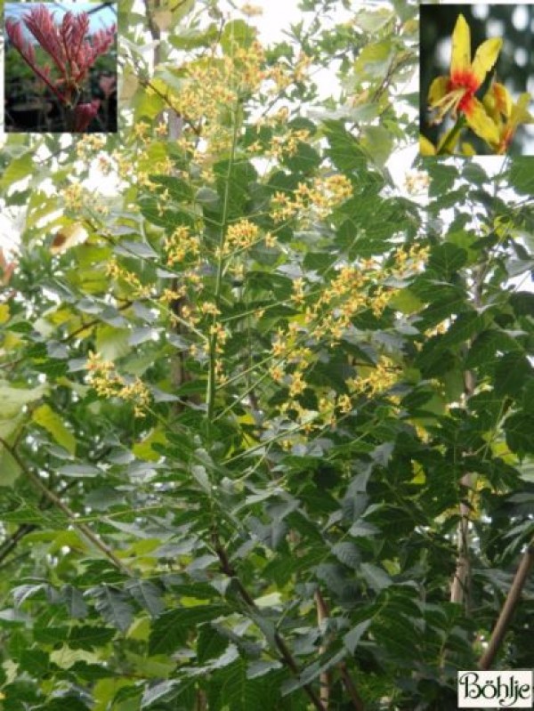 Koelreuteria paniculata -Blasenbaum-
