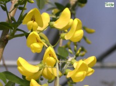 Laburnum watereri 'Vossii' -veredelter Goldregen-