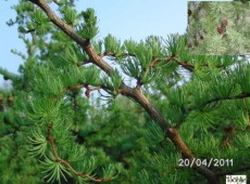 Larix kaempferi 'Diana'               Böhlje Auslese