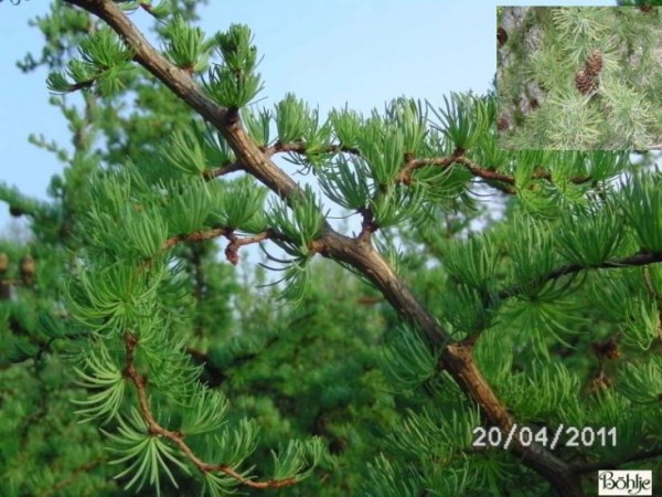 Larix kaempferi 'Diana'               Böhlje Auslese