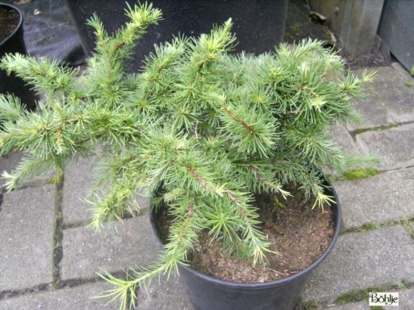 Larix kaempferi 'Little Boggle'