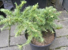 Larix kaempferi 'Little Boggle'