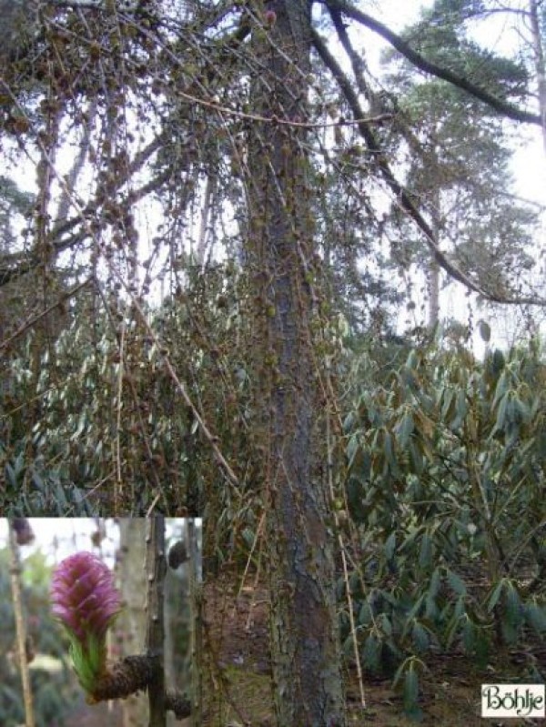 Larix kaempferi 'Pendula' -japanische Lärche-