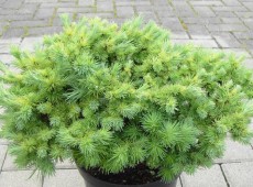 Larix kaempferi 'Wolterdingen' -japanische Lärche-