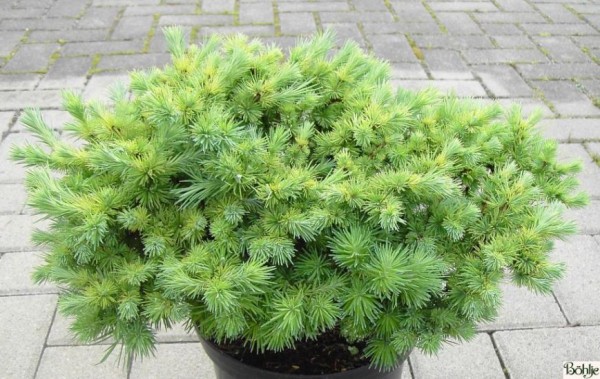 Larix kaempferi 'Wolterdingen' -japanische Lärche-