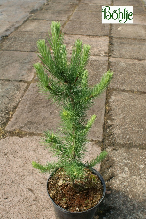 Larix kaempferii 'Jakobsen's Pyramid' - japanische Säulen-Lärche -