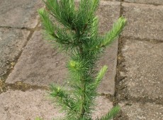 Larix kaempferii 'Jakobsen's Pyramid' - japanische Säulen-Lärche -