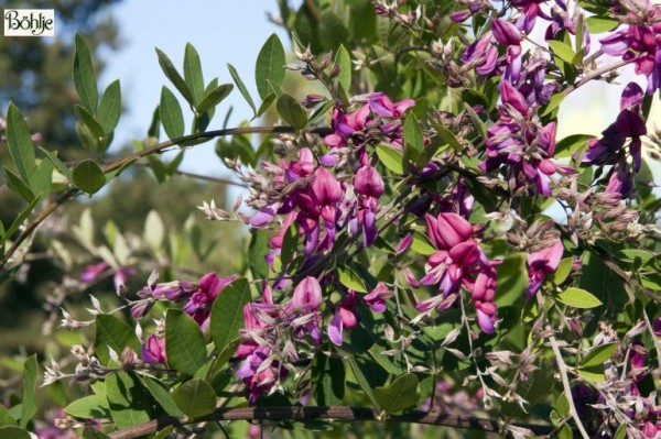 Lespedeza buergerii -Buschklee-