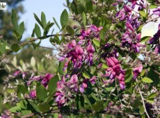 Lespedeza buergerii -Buschklee-