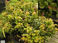 Leucothoe axillaris 'Curly Red' ® 