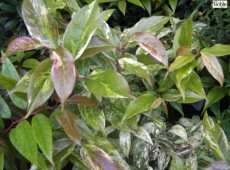 Leucothoe fontanesiana 'Rainbow' (Leucothoe walteri 'Rainbow') 